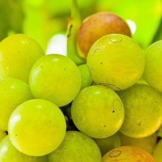 Riesling druer